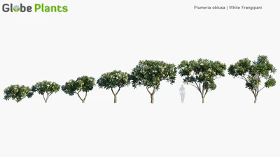 plumeria obtusa — download