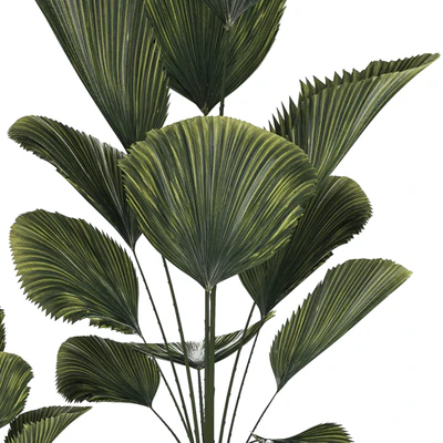 Beautiful shrub small Likuala palm tree in a white flower pot. Plant collection 1270 — Ver 7