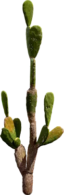 cactus 008 — Descargar