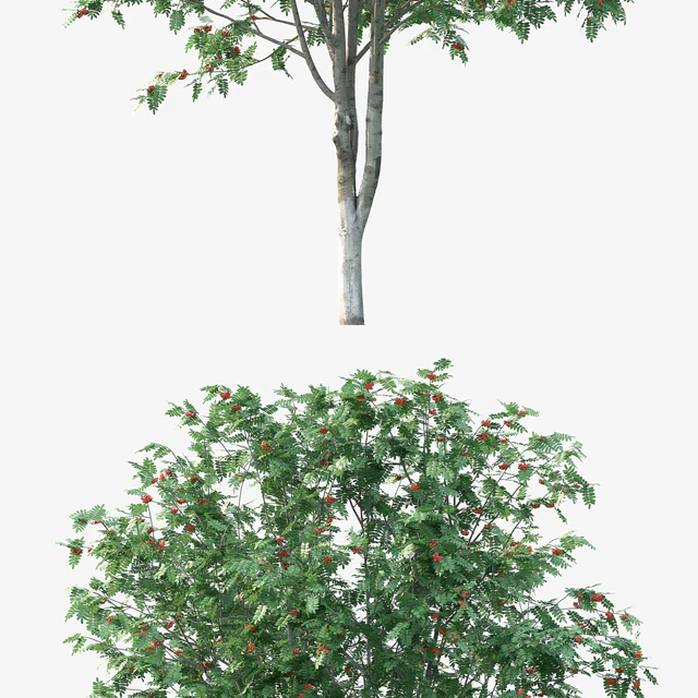 Rowan — Скачать