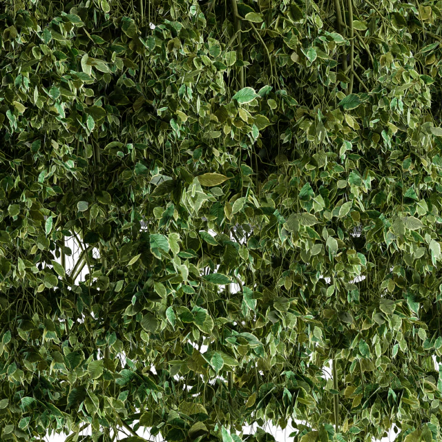 Hanging ivy Plants in Pot — Скачать