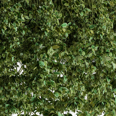 Hanging ivy Plants in Pot — Вид 3