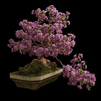 Bonsai Sakura — Ver 1