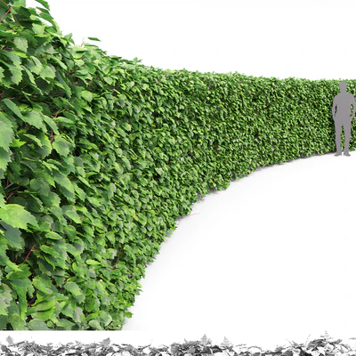 Crataegus hedge # 2 (1.8m) — Ver 3