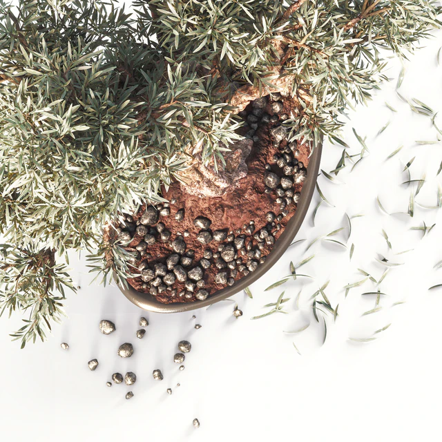 Household olive plant — Скачать