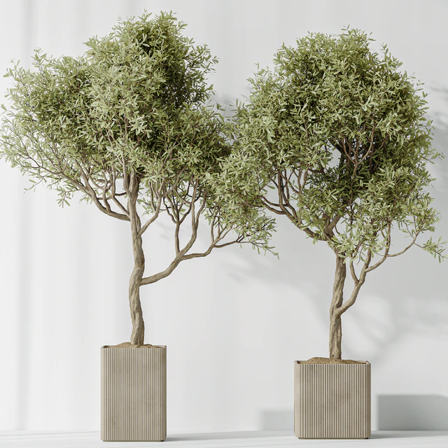 Indoor plants set 73 Mission Kalamata Leccino Arbequina Wilsonii Chemlali Olive — Скачать