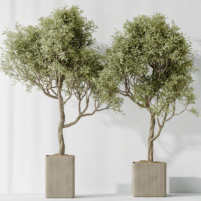 Indoor plants set 73 Mission Kalamata Leccino Arbequina Wilsonii Chemlali Olive — Вид 5