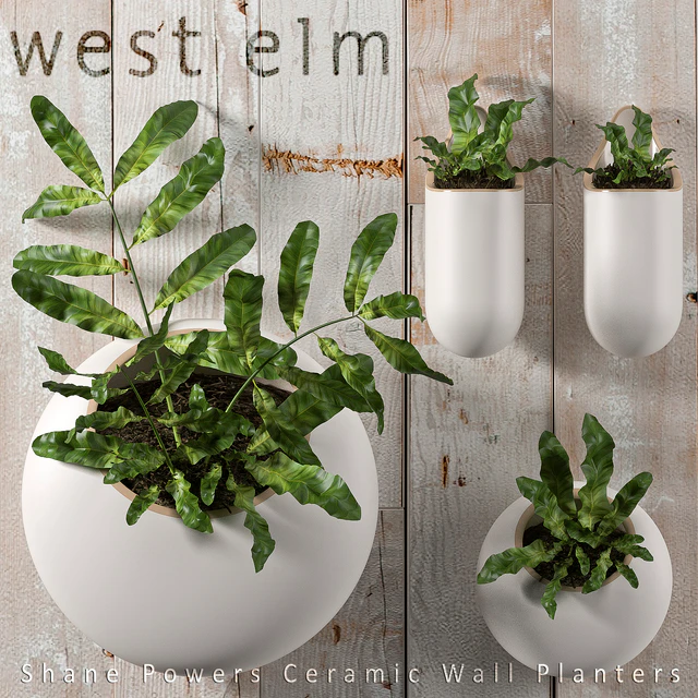 PLANTS 43 — Descargar