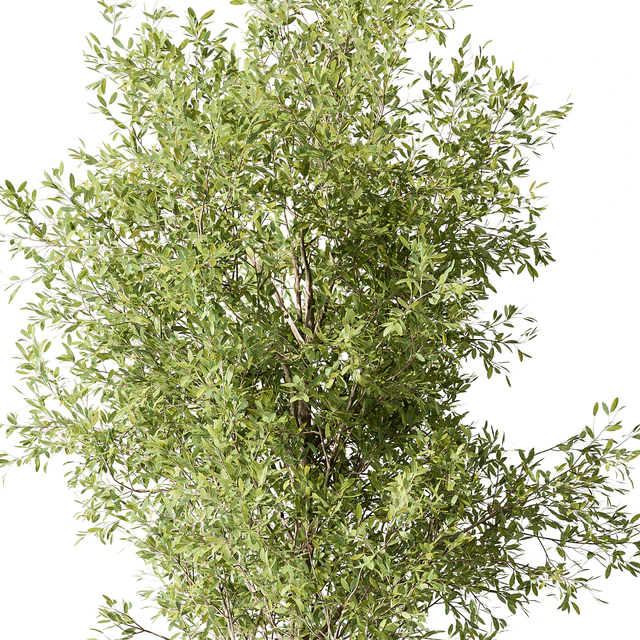 Tree Green Maple - Set 124 — Descargar
