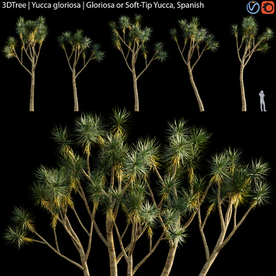 Yucca gloriosa | Gloriosa or Soft-Tip Yucca, Spanish — Ver 2