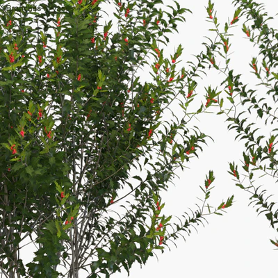 Branches in vases: Dragon Lady — Ver 2