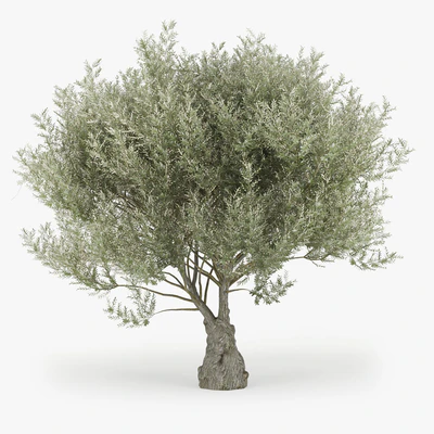 Olea europaea — Вид 1