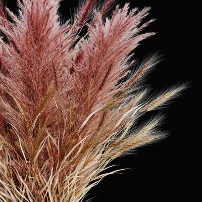 Pampas bouquet flower 02 — Вид 4
