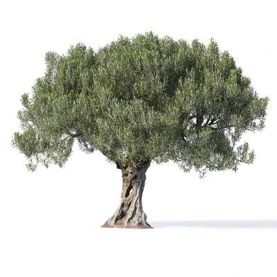 Дерево оливы 8 (Olive tree 8) — Вид 4
