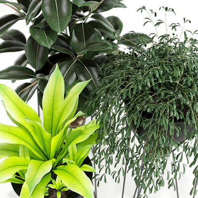 Plants collection 141 MADRE SELVA GRANDE — Вид 2