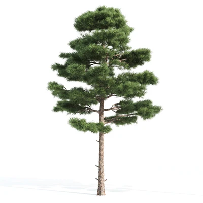2 pine vray — Ver 4