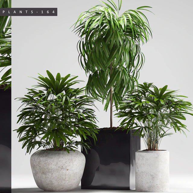 PLANTS 164 — Descargar