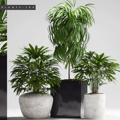 PLANTS 164 — Ver 1
