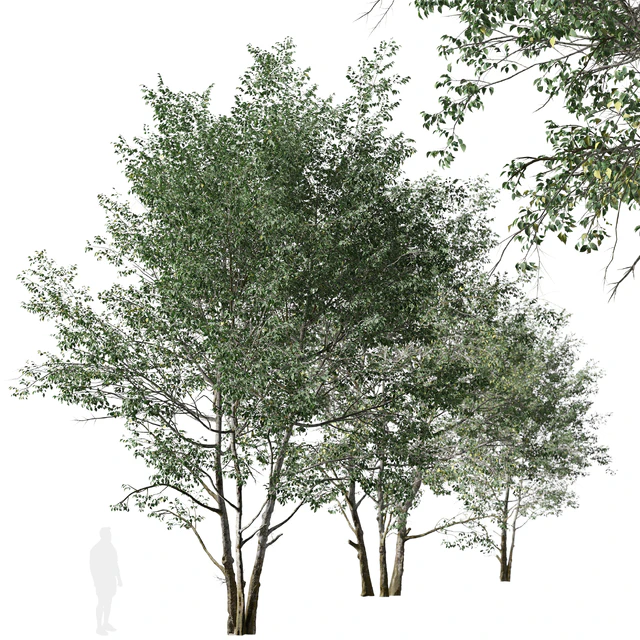Set of Downy Birch Trees (Betula pubescens) (2 Trees) — Descargar