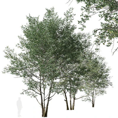 Set of Downy Birch Trees (Betula pubescens) (2 Trees) — Ver 3