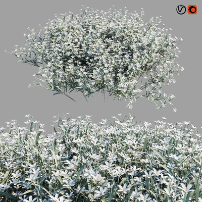 Cerastium Tomentosum — Вид 1