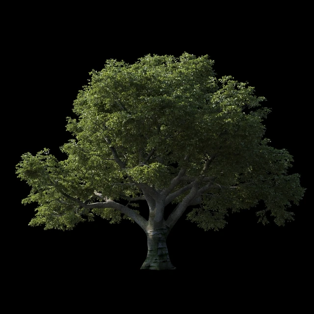 Beech great Razlog — Descargar