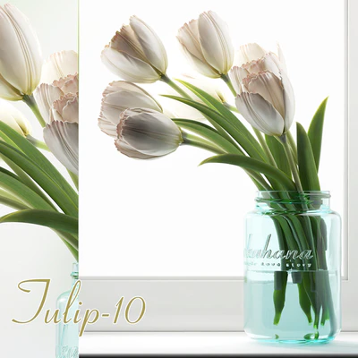 Tulip 10 — Ver 1