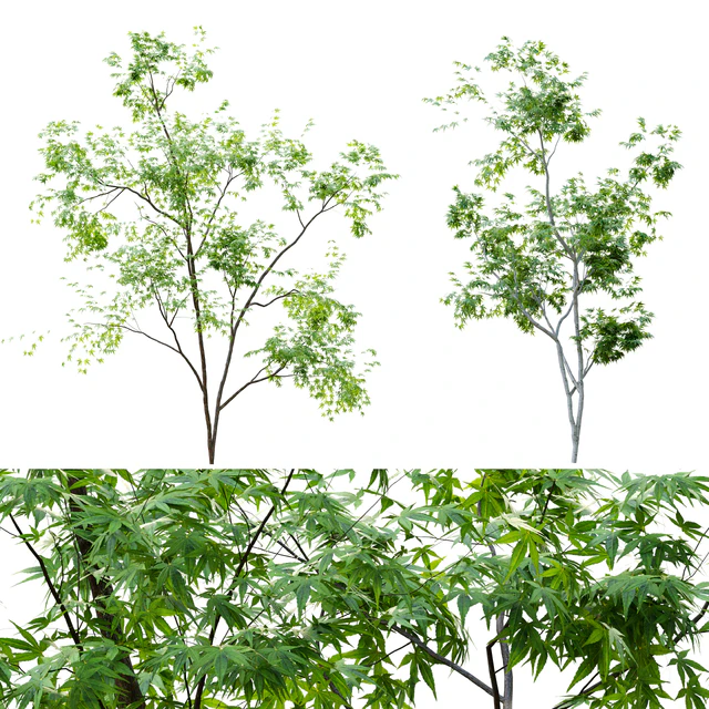 Two young trees — Скачать