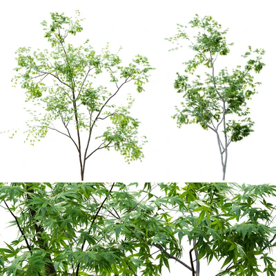 Two young trees — Вид 1