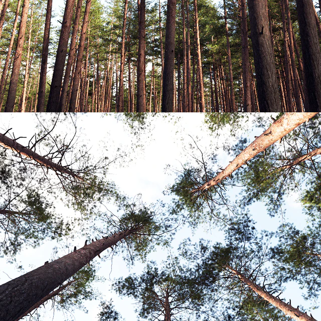 Pine — Descargar