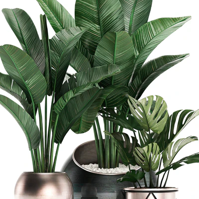 Collection of small plants in modern round pots with Banana palm, strelitzia, monstera, luxury. Set 465. — Ver 2