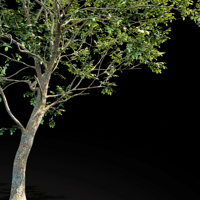 Elm (Elm) 8 m — Descargar
