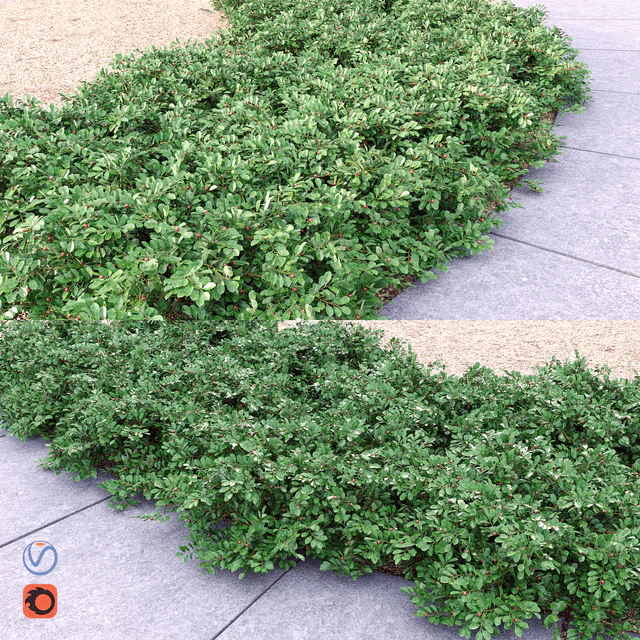 Cotoneaster — Скачать