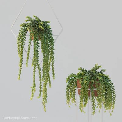 Donleytail | Burrostail succulent hanging — Ver 1