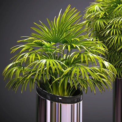 FAN PALM 53 — Ver 2