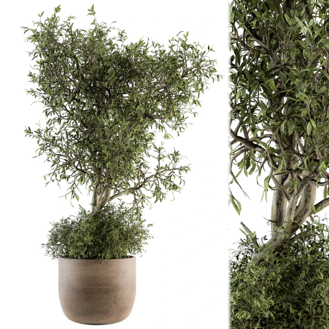 Outdoor Plant Set 178 - Plant in Pot — Скачать