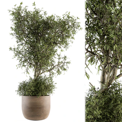 Outdoor Plant Set 178 - Plant in Pot — Вид 1