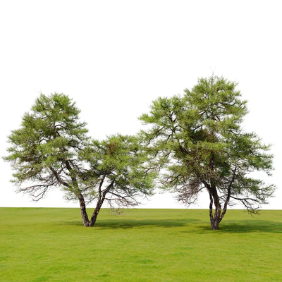 Japanese red pine 02 — Ver 4