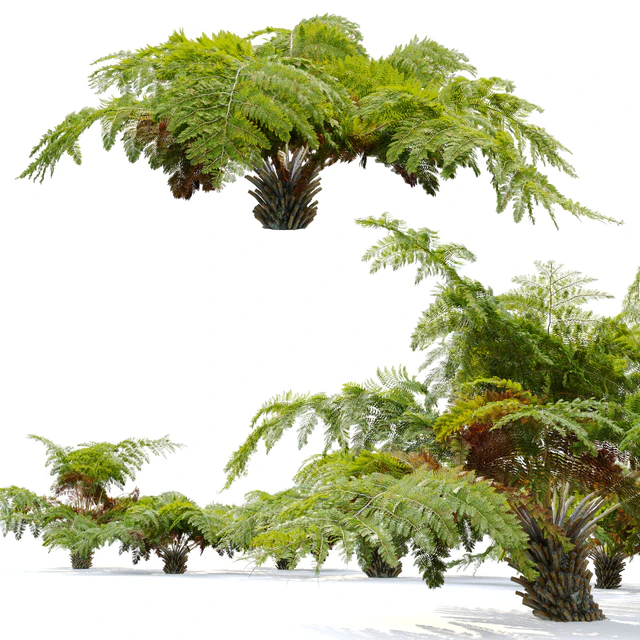 tree fern 04 — Download