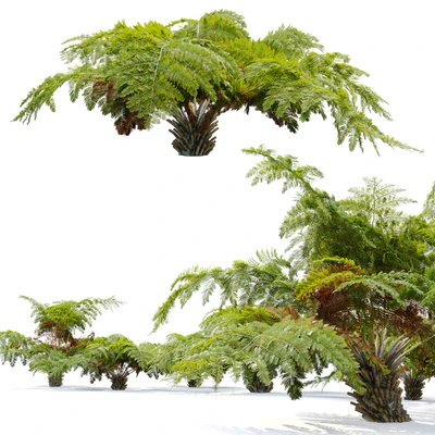 tree fern 04 — View 4