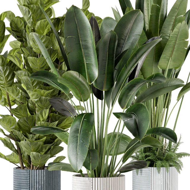 Indoor Planters in Cecilia Ficonstone Pot - Set 409 — Скачать