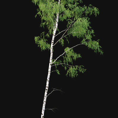Birch forest part 7 (23.8-24.8m) — Ver 4