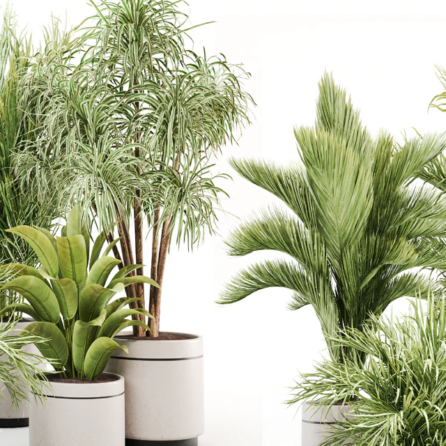 IndoorPlantSet015 — Скачать