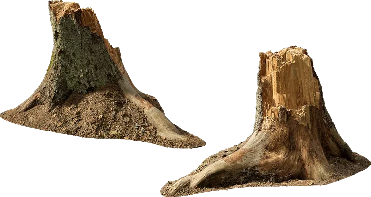 pine tree stump 001 — Descargar