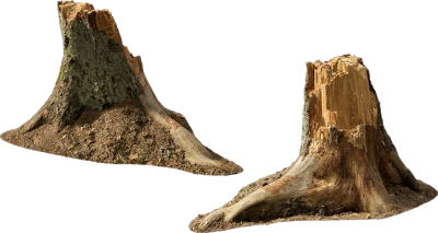 pine tree stump 001 — Descargar