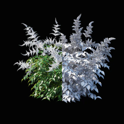 Astilba Japanese White | Astilbe japonica — Ver 2