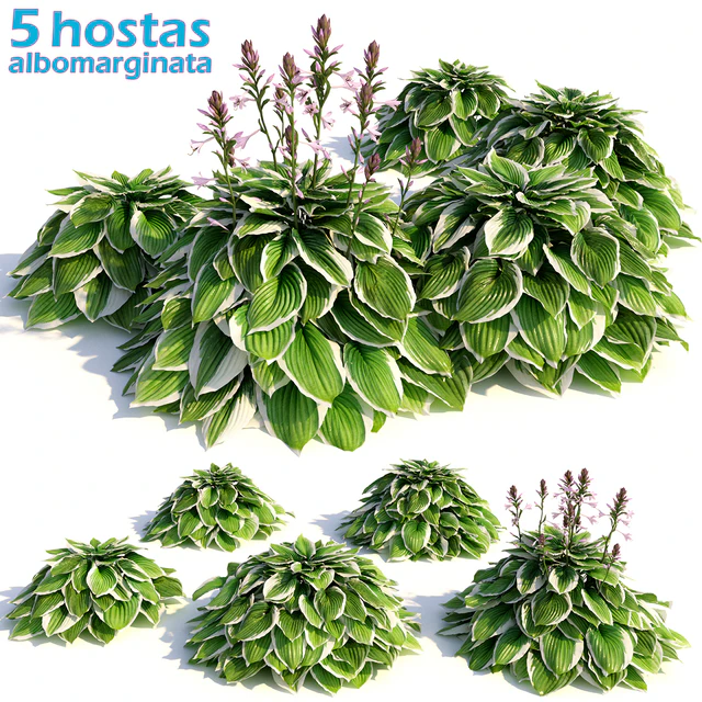 Hosta albomarginata — Скачать