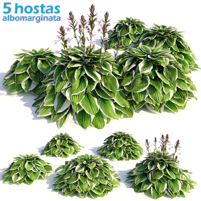 Hosta albomarginata — Вид 1