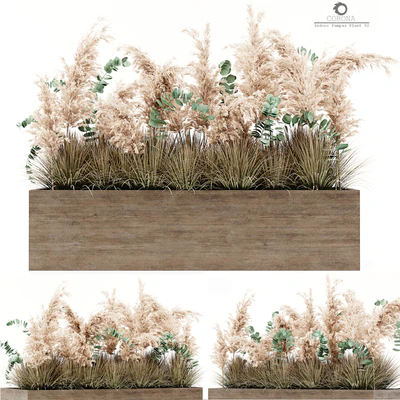 Indoor Pampas Plant 02 — Вид 1