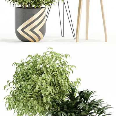 Plants collection 112 — Вид 3